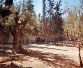 Jardin des oliviers avec des arbres de 2000 ans!